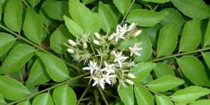 Curry Plant