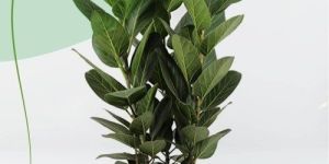 Fiddle Leaf Fig Plant
