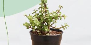 Jade Plant