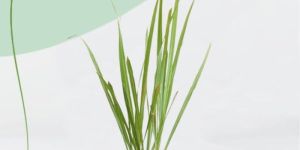 Lemon Grass