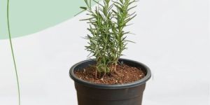 Rosemary Plant