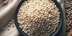 Pearl Millet