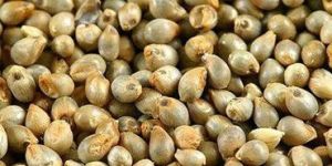 Millet Seed