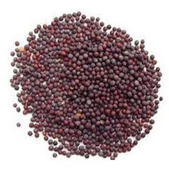 Mustard Seeds