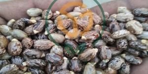 Castor Seeds