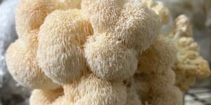 Lions Mane Mushroom