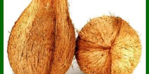 Semi Husked Coconuts