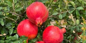 High Quality Pomegranate