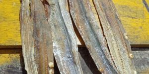 Dried Ribbon Fish