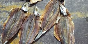 Dried Sardine Fish