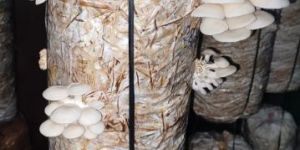 Fresh Oyster Mushroom