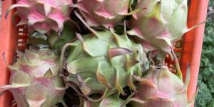 a Grade Dragon Fruit