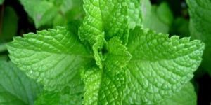 Fresh Natural Mint Leaves