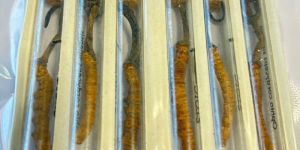 2000 Golden Yellow Cordyceps Sinensis