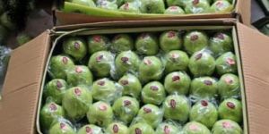 Guava