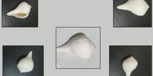 White Conch Shell Shankh