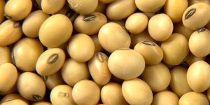 Soybean Seed