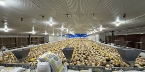 Poultry Manures
