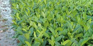 12 Inch Jackfruit Plants
