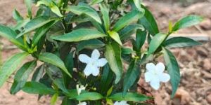 Mini Nandhiya Ornamental Plant