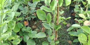 Red Sandal Wood Outdoor Plants