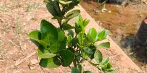 Seadless Lemon Fruit Plant