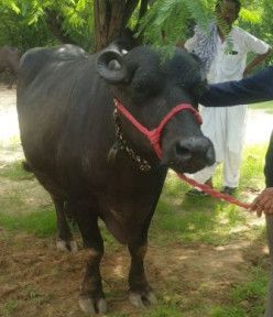 Jafarabadi Buffalo