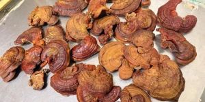 Dry Ganoderma Mushroom