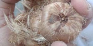 saffron corms bulb