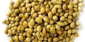 Dhania Seed