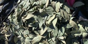 Bay Leaf / Tejpata