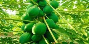 15 Number Papaya Plants