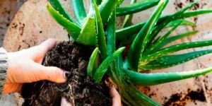 Aloe Vera Fertilizer