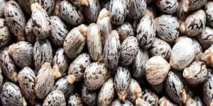 Castor Seeds