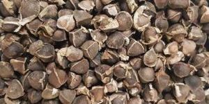 Momax Moringa Seeds