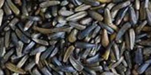 Niger Seeds
