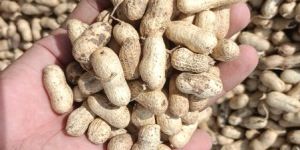 Raw Shelled Peanuts