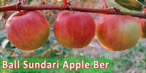Ball Sundari Apple Ber Plant