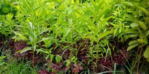 White Sandalwood Plants