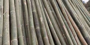 Bamboo