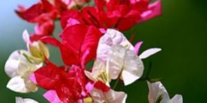 Bougainvillea Glabra
