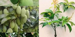 grafted fruit mango plant