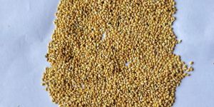 Foxtail Millet Seeds