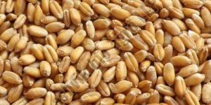 Indian Wheat Grain