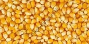 Yellow Maize Seeds