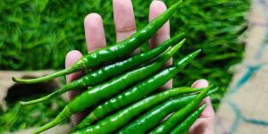 G4 Green Chilly