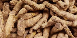 100% Organic Kandhamal Turmeric