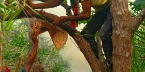 100% Organic Odisha Jungle Honey