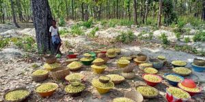 Odisha Jungle Mahua Flower