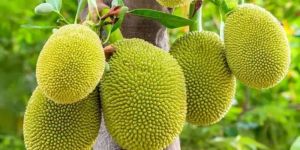 Jackfruit
